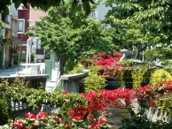 糸川沿いのブーゲンビリア開花してます！