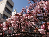 糸川の桜が見頃を迎えます♪